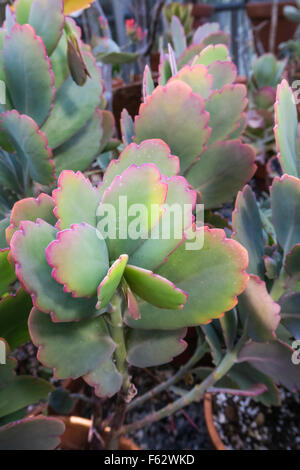 grape plant seeds Lauren's Grape Poppy – 100 Seeds