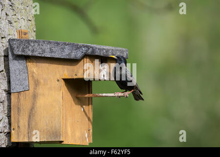European starling, nesting box, birdhouse, nest box, Star, Nistkasten, Starenkasten, Sturnus vulgaris, L'étourneau sansonnet Stock Photo