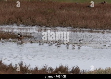 A small mixed flock of mainly Dunlin with a few Ringed Plovers sleeping at the waters edge Stock Photo