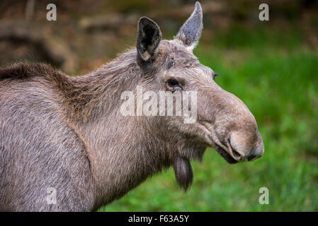 Moose (Alces alces) female / cow close up portrait Stock Photo