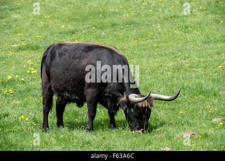 Heck cattle (Bos domesticus) grazing in meadow. Attempt to breed back the extinct prehistoric aurochs (Bos primigenius) Stock Photo