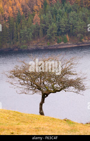Looking across Llyn Brianne Reservoir, Mid Wales, UK in November with Autumn foliage colours Stock Photo