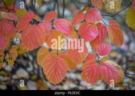 Fothergilla major large mountain witch alder red and yellow autumn leaves Stock Photo