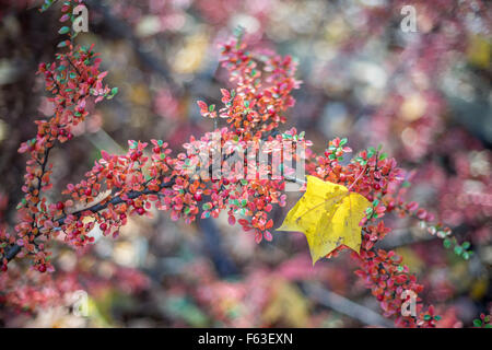 Yellow maple leaf on the cotoneaster branch full of red berriees Stock Photo