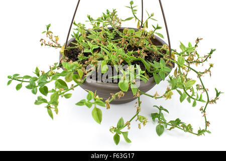 Green plant in hanging pot isolated on white Stock Photo