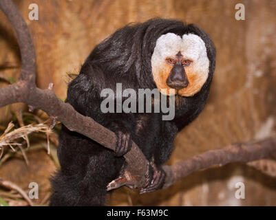 White Faced Saki Monkey (pithecia pithecia) male Stock Photo