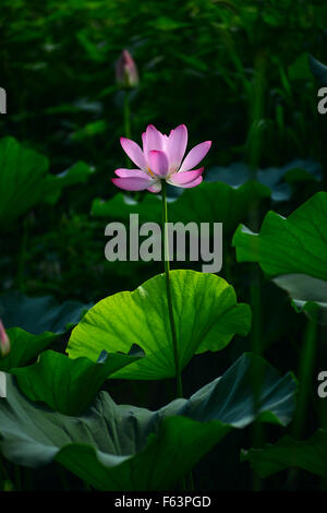 Pink lotus flower blooming in pond Beijing China Stock Photo