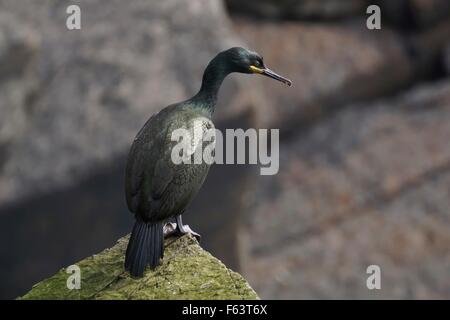 An adult shag perched on rock, shetland mainland, scotland, uk Stock Photo