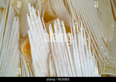 Dried Shark Fin for Sale, Ipoh, Malaysia Stock Photo