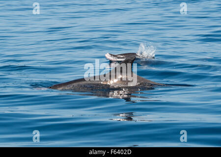 Rough-toothed dolphins (Steno bredanensis), surfacing with prey fish in mouth, showing lips & sloping head or melon, Costa Rica Stock Photo