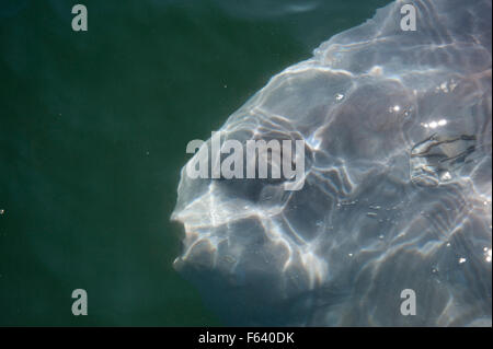 Ocean sunfish or common mola, Mola mola, near surface, Monterey, California, Pacific Ocean Stock Photo