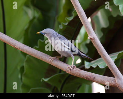 A Chestnut-tailed Starling on a branch in a Bangkok garden. Stock Photo