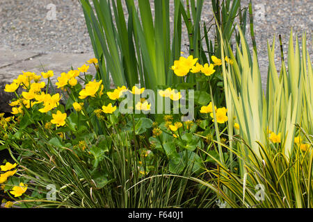 Marsh marigold and variegated iris feature in a decorative marginal pond planting Stock Photo