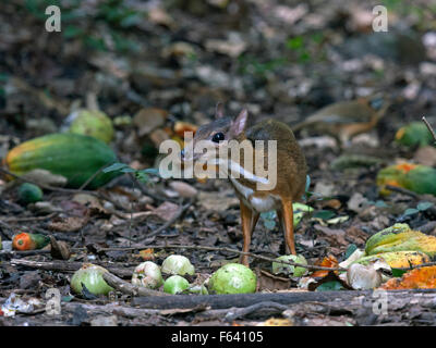 A timid Lesser Mouse Deer eating fruit on the forest floor in Western Thailand