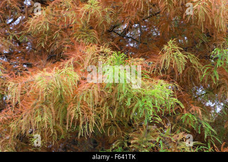 Taxodium distichum. Bald cypress tree in Autumn. Stock Photo