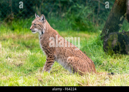 Bobcat sitting Stock Photo