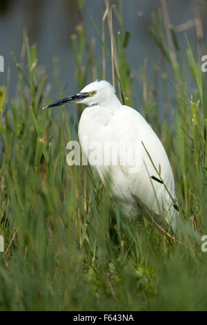 Little Egret hunting in the reeds Stock Photo