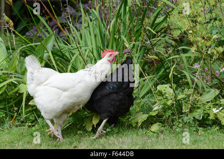 pet chicken roaming free range in garden spots an ear of wheat - and focuses on it intently Stock Photo