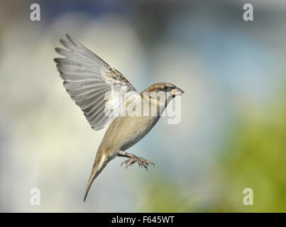 House Sparrow - Passer domesticus - male. Stock Photo
