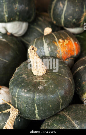 Buttercup Squash, Cucurbita maxima, Vermont USA Stock Photo