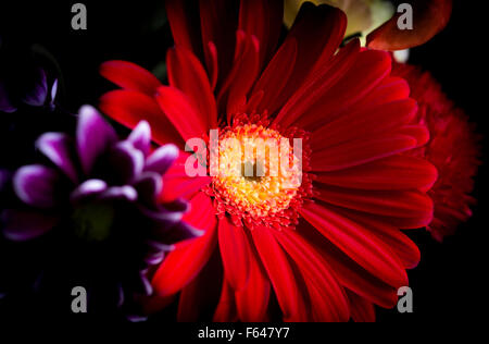 Red daisy flower. Background of purple flowers. Stock Photo