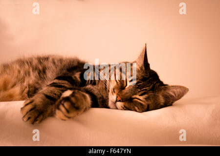 Tabby cat sleeping on white background. Stock Photo