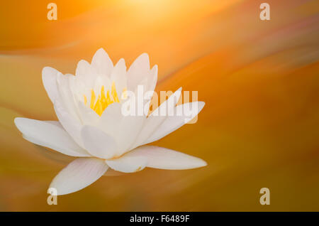 Closeup on lotus petal with copyspace Stock Photo