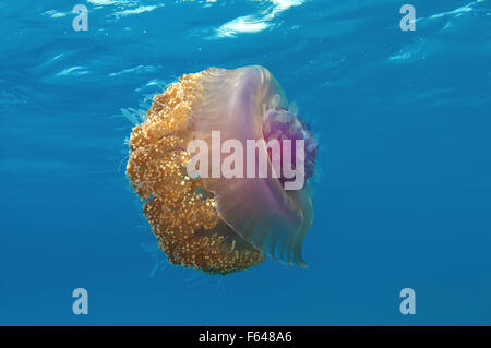 Cauliflower jellyfish (Cephea cephea) Indian Ocean, Maldives Stock Photo