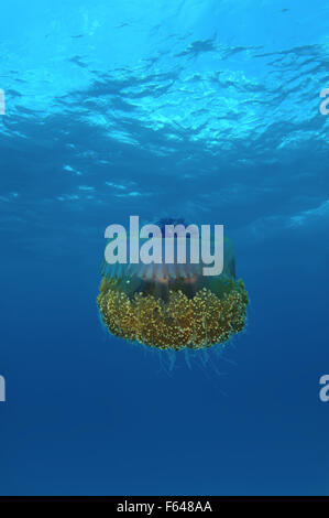 Cauliflower jellyfish (Cephea cephea) Indian Ocean, Maldives Stock Photo