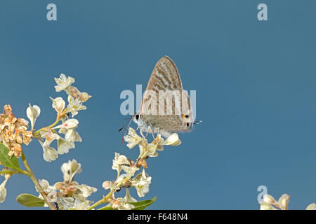 Long-tailed Blue - Lampides boeticus Stock Photo