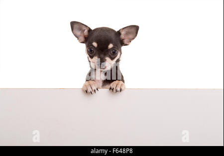 Chihuahua puppy above white banner. isolated Stock Photo