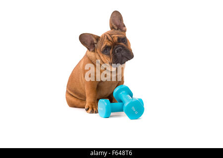 Funny French Bulldog puppy going on a diet, isolated over white Stock Photo