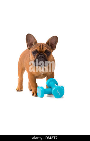 Funny French Bulldog puppy going on a diet, isolated over white Stock Photo