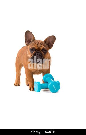 Funny French Bulldog puppy going on a diet, isolated over white Stock Photo