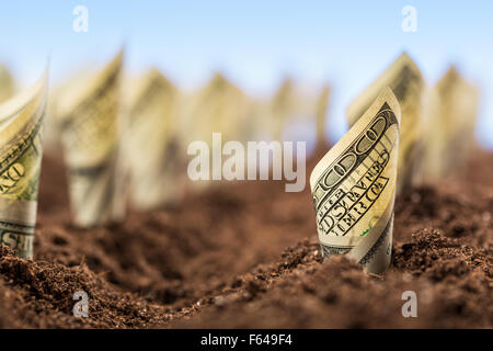 Garden bed of american dollars grow from the ground - the concept of profit Stock Photo