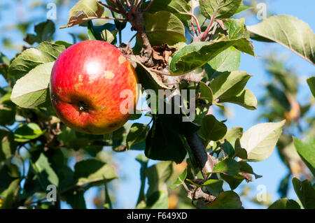 Apples of the variety Lord Lambourne growing on a tree. Stock Photo