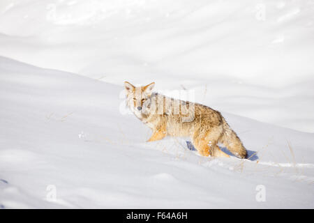Coyote (Canis latrans) in a large snow covered field photographed in the late fall. Photographed in Yellowstone National Park. Stock Photo