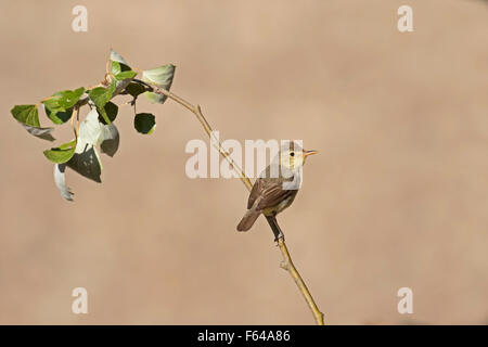 Melodious Warbler - Hippolais polyglotta Stock Photo