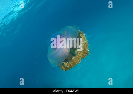 Indian Ocean, Maldives. 28th Sep, 2015. Cauliflower jellyfish (Cephea cephea) Indian Ocean, Maldives © Andrey Nekrasov/ZUMA Wire/ZUMAPRESS.com/Alamy Live News Stock Photo