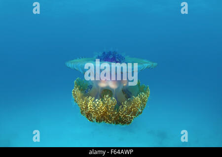 Indian Ocean, Maldives. 28th Sep, 2015. Cauliflower jellyfish (Cephea cephea) Indian Ocean, Maldives © Andrey Nekrasov/ZUMA Wire/ZUMAPRESS.com/Alamy Live News Stock Photo