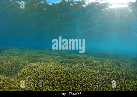 Indian Ocean, Maldives. 28th Sep, 2015. short-nosed unicornfish or spotted unicornfish (Naso brevirostris) swimming over the coral reef, Jeweled Finger Coral (Porites cylindrica), Indian Ocean, Maldives © Andrey Nekrasov/ZUMA Wire/ZUMAPRESS.com/Alamy Live News Stock Photo