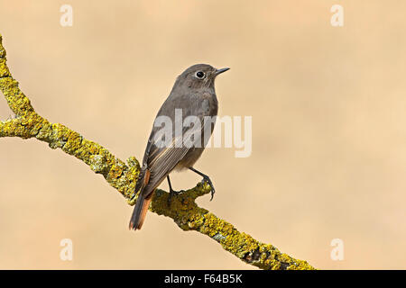 Black Redstart - Phoenicurus ochruros - female. Stock Photo