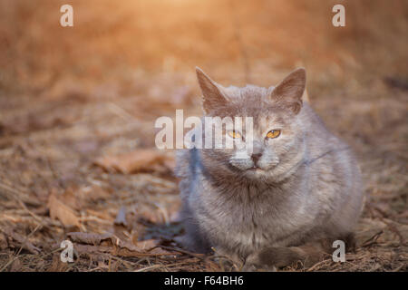 Street cat sitting in pale leaves Stock Photo