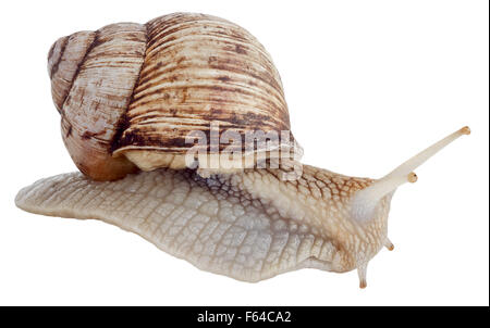 Helix pomatia common names the Burgundy snail Roman snail edible snail or escargot isolated on the white background Stock Photo