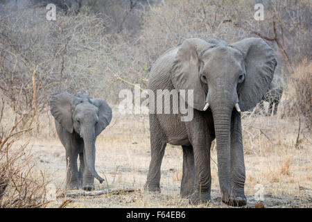 A mother and her baby elephant are walking through the African steppe. Stock Photo