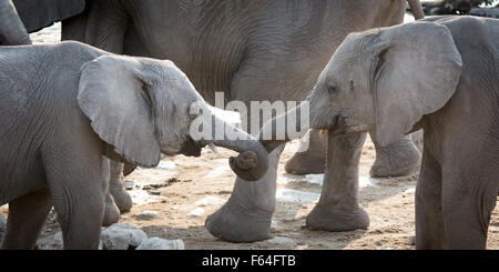 Two young African elephants holding up their trunks in love or friendship. Stock Photo