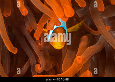 Red Sea clownfish Amphiprion bicinctus, Amphiprionidae, Sharm el- Sheikh, Red Sea, Egypt Stock Photo