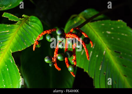 vegetation plant flowers forest rich flower green flowering jungle wet dark green Costa Rica rain forest cloud forest vegetation Stock Photo