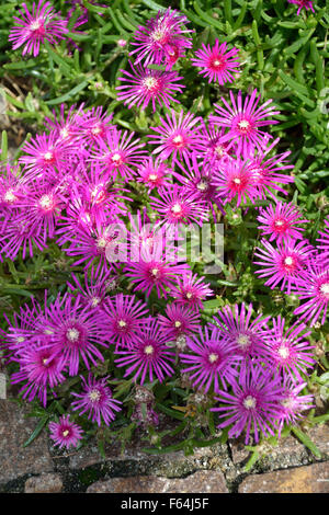 Blossoms of the Delosperma cooperi in the Alps near Bolzano in South Tyrol - Italy. Stock Photo