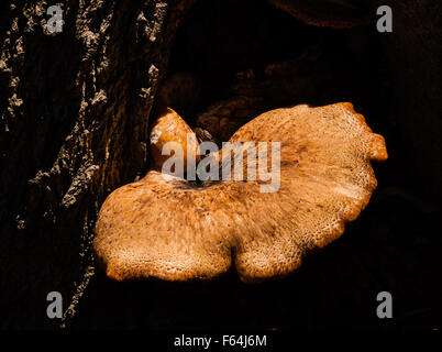 Parasitic brown mushroom illuminated by sunlight growing out of dark tree bark in shadows. Stock Photo